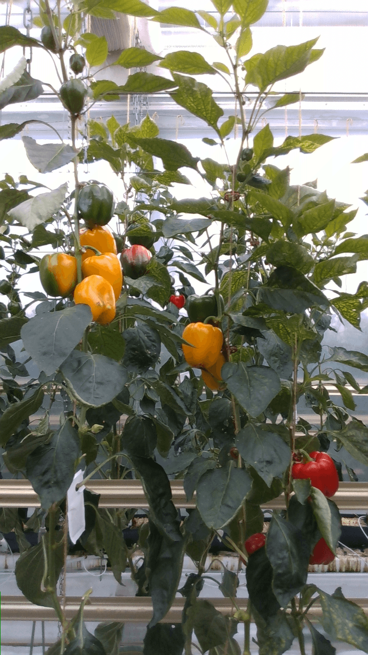Original pepper plant image